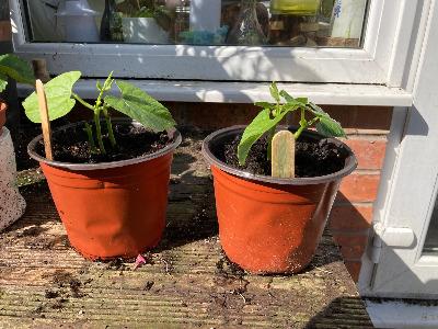 July wild church beans