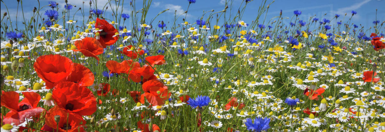 What's on in June